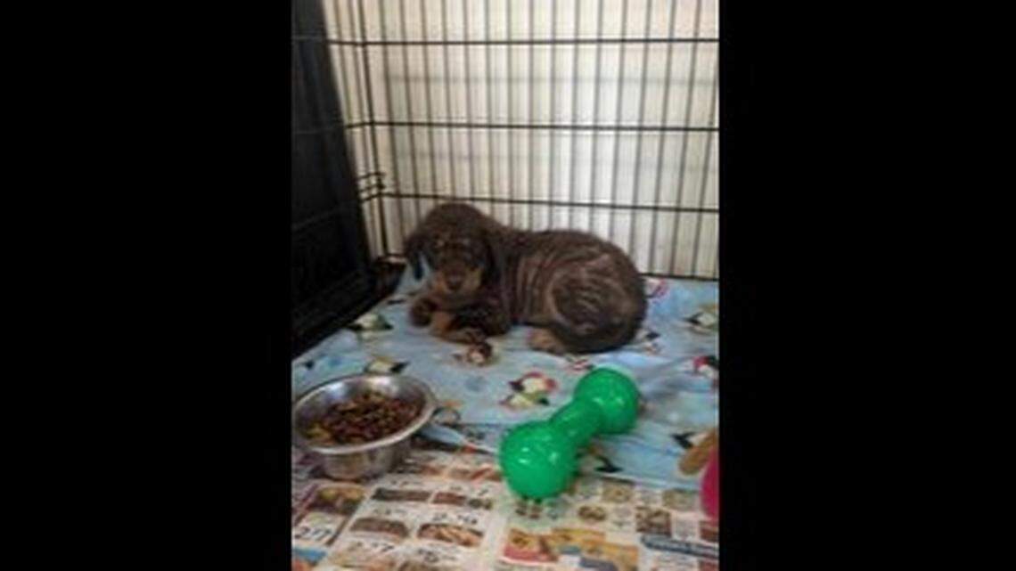 Snapping turtle drags ‘terrified’ puppy into creek as man races to help, shelter says