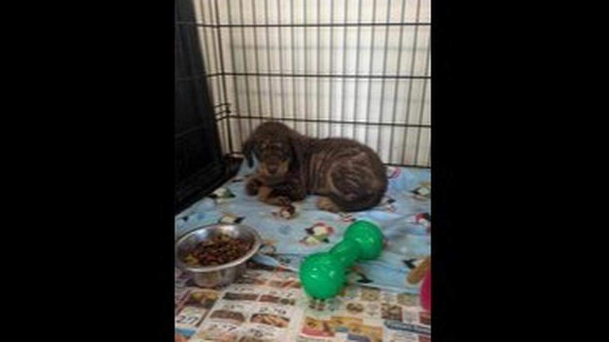A puppy found in a snapping turtle’s jaw made it to safety in Alabama.