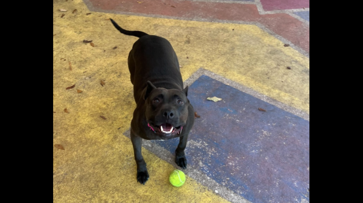 A shelter dog with a rough past is up for adoption in Florida.