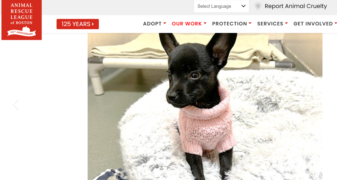 Sparkle the Massachusetts puppy is known for being “friendly and sweet.”