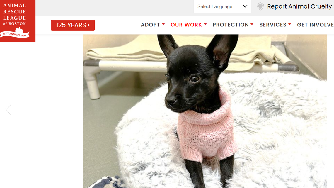 Sparkle the Massachusetts puppy is known for being “friendly and sweet.”