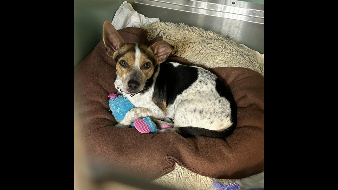 Neville the shy dog got a home after he lost his owner.