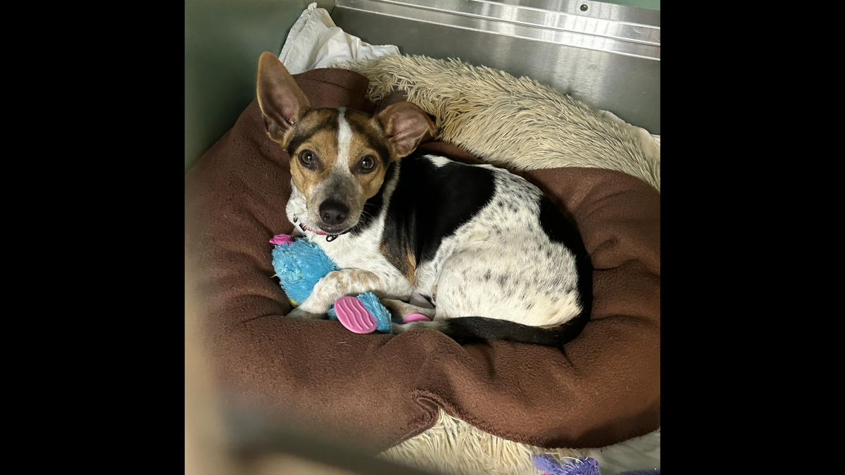 Neville the shy dog got a home after he lost his owner.