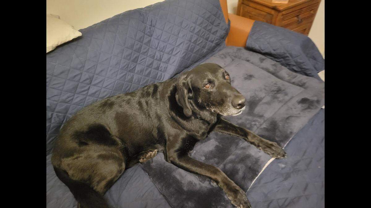 Apollo the dog needs a new home after his owner couldn’t keep him.