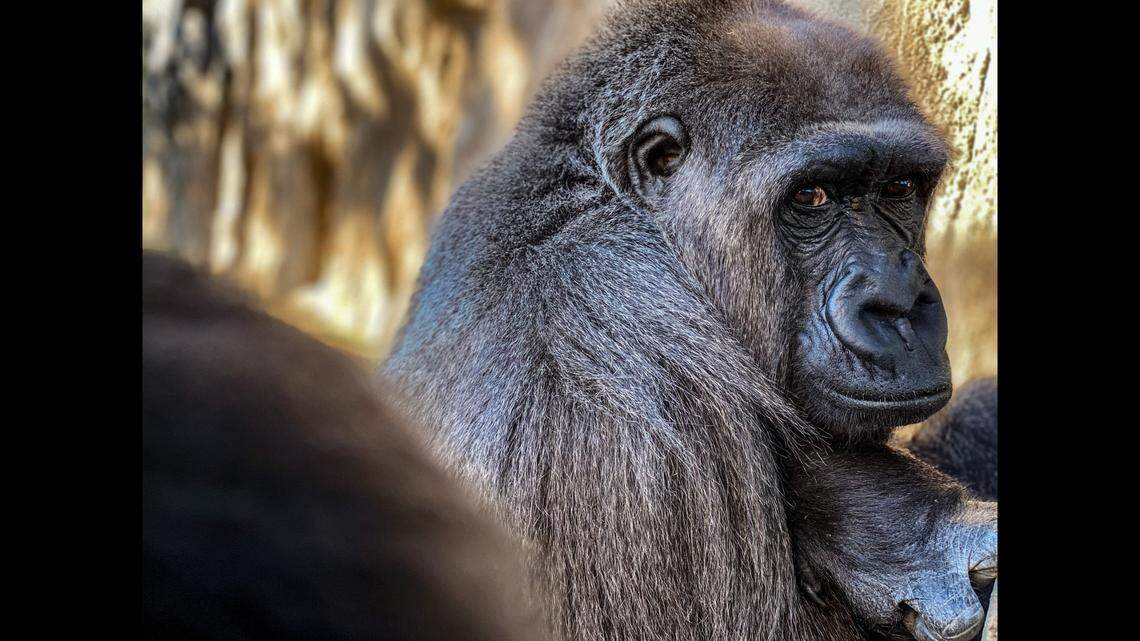 A beloved gorilla died after contracting a bacterial infection, a Florida zoo said.