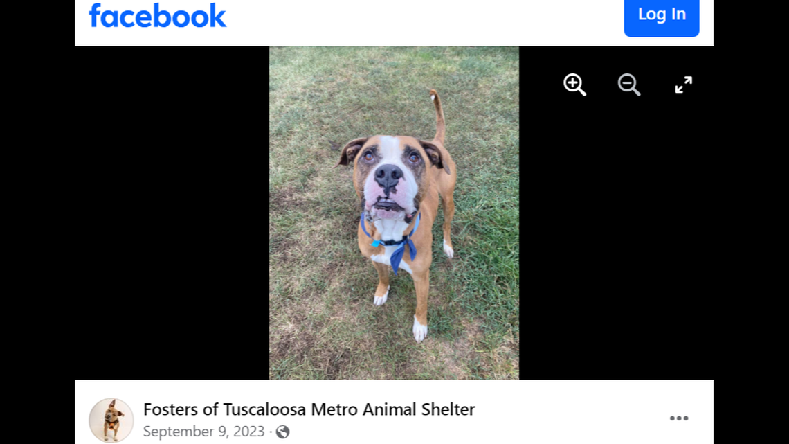Bubba the dog was adopted after a packed Alabama shelter said his time was running out.