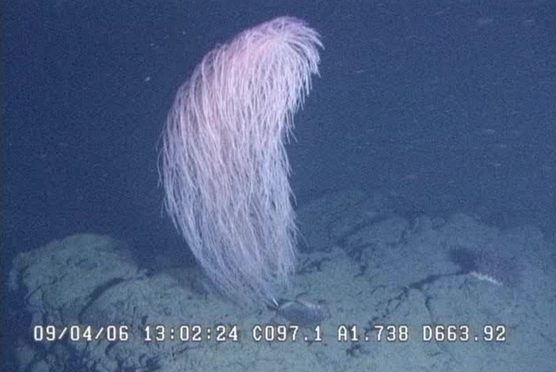 The coral colony belongs to a new species, named after “Star Wars” wookie Chewbacca.