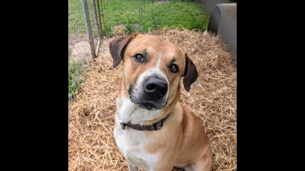 Murray the “loving” dog is up for adoption in Alabama.