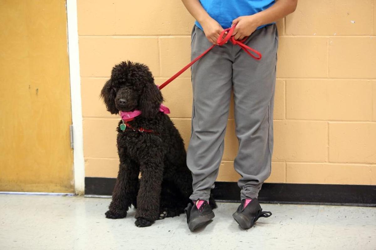 Hillsborough Girls Academy is a high- and maximum-risk program for girls and young women. Rex, a standard poodle puppy, is part of a training program.