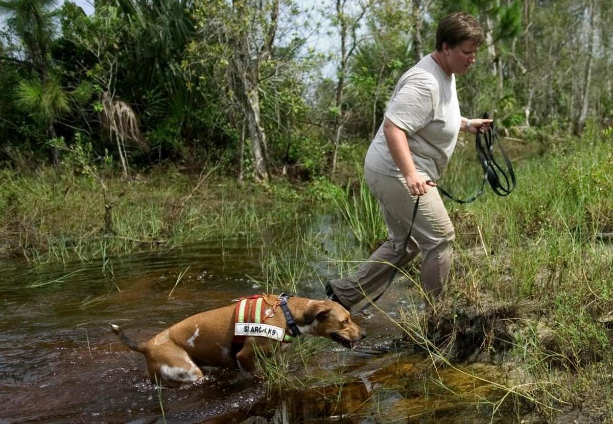 After searching a canal bank, Melissa Ellis leads cadaver dog Sasha across a waterway while searching for Annamarie Randazzo in areas adjacent to Burnt Store Road Friday, Aug. 5, 2005. Ellis teamed with a fellow volunteer from Bay Area Recovery K-9s to aid law enforcement in the search for the Cape Coral teenager.