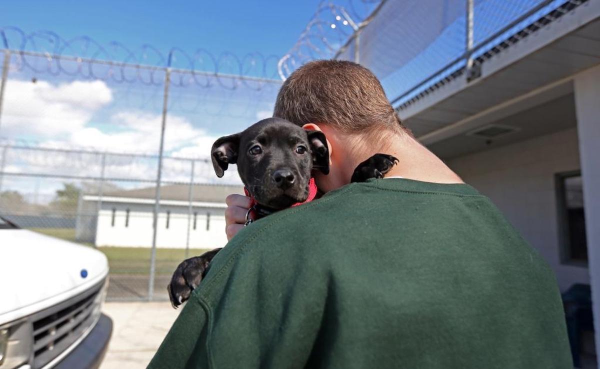 The Palm Beach Youth Academy in West Palm Beach offers a dog-training program as one of its educational opportunities. In this photo, a detained youth hugs one of the academy’s puppies.