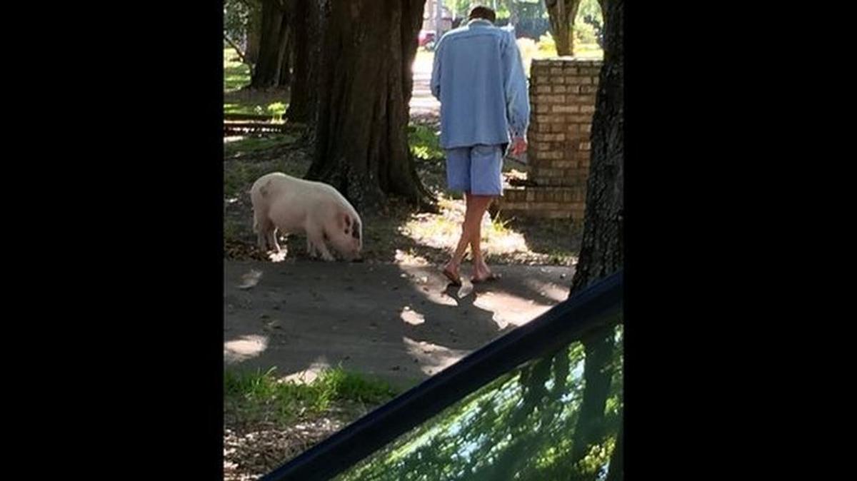 A pig with pink toenails was seen wandering around an Orlando neighborhood.