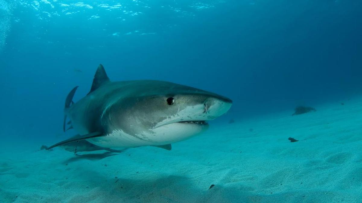 A female shark swims in shallow water near Little Bahama Bank. On Sunday, a woman was hospitalized after a shark bit her while she was swimming near Vero Beach.