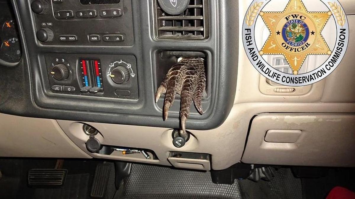 An alligator foot in the dashboard gave away a hunter’s illegal doings to a pair of FWC officers.