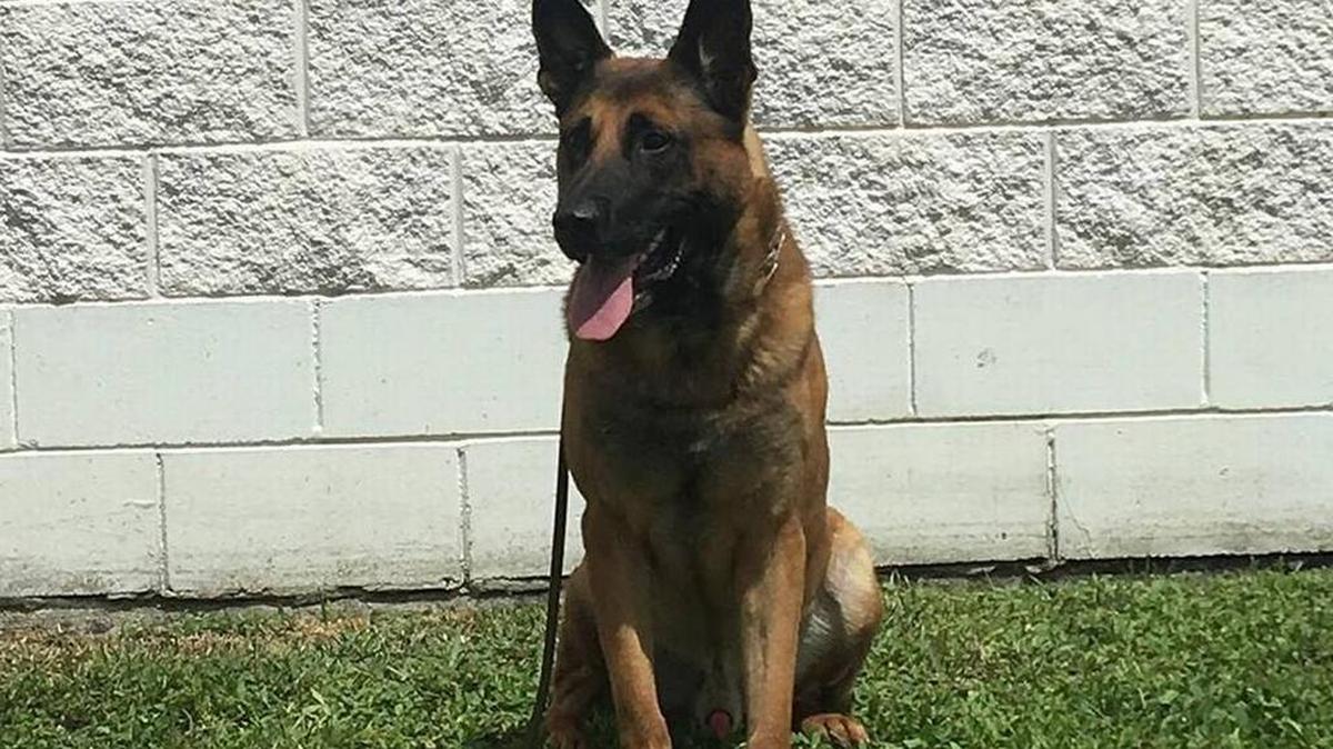 Charlotte County Sheriff’s Office K9 Edo has been missing since Saturday, Dec. 9, 2017. Anyone with information on K9 Edo’s whereabouts is asked to call the sheriff’s office at 941-639-0013.