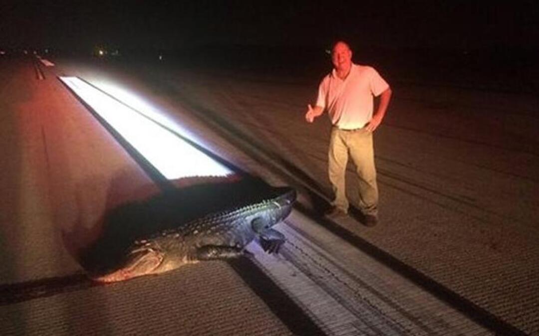 Brad Pierce, a pilot, posted a photo on Facebook of the 11-foot alligator that was hit by a plane as it was landing at Orlando Executive Airport on Tuesday, June 6, 2017.