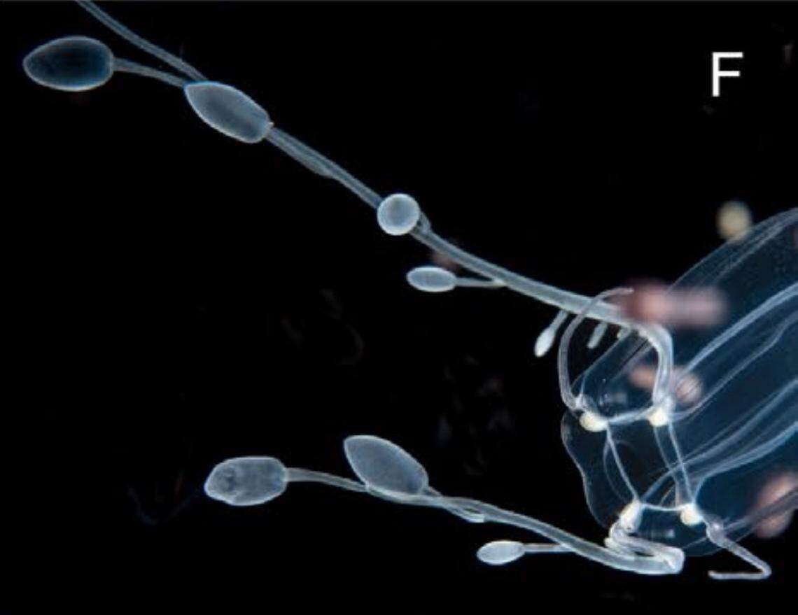 A close-up photo shows the tentacles of a Zancleopsis grandis, or large Zancleopsis jellyfish.
