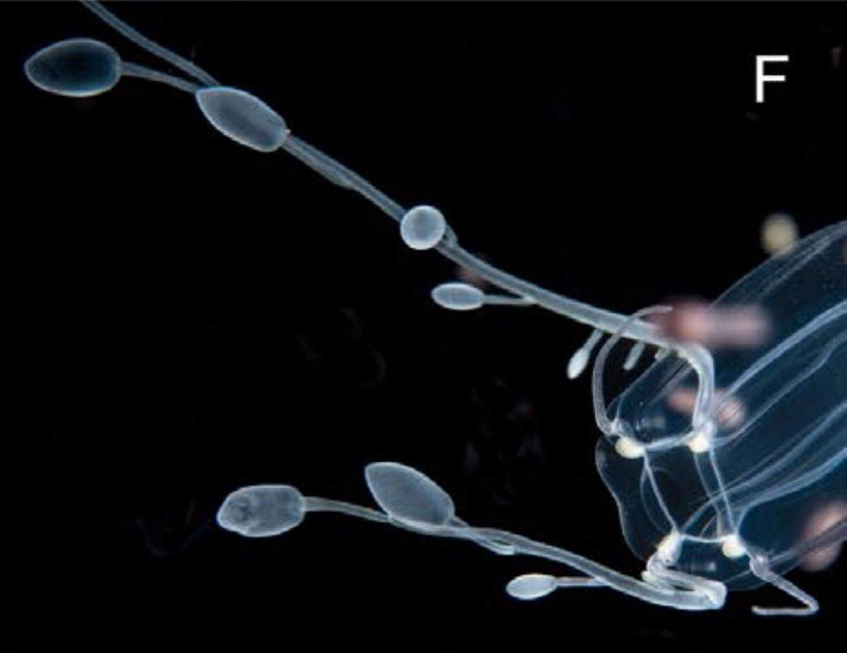 A close-up photo shows the tentacles of a Zancleopsis grandis, or large Zancleopsis jellyfish.