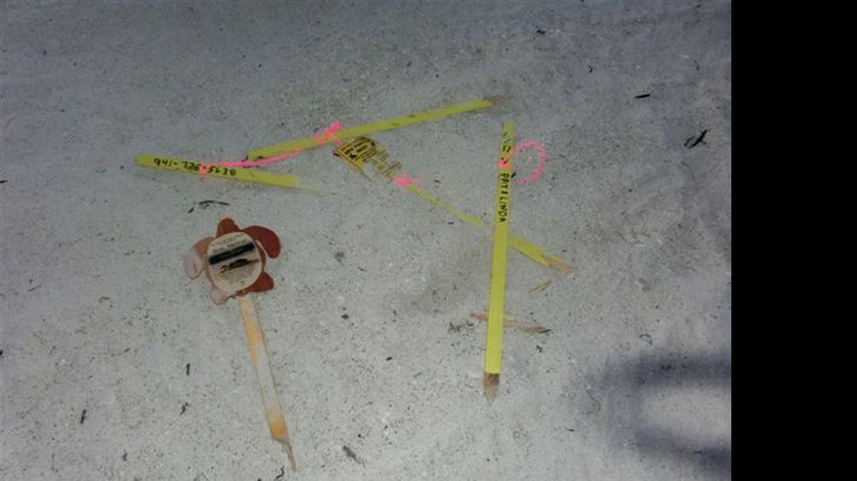 
Two people on a high-powered vehicle Saturday night on Anna Maria Island beaches killed two black skimmer chicks and ran over five sea turtle nests, including the one at right, according to Suzi Fox, executive director of Anna Maria Island Turtle Watch and Shorebird Monitoring.


