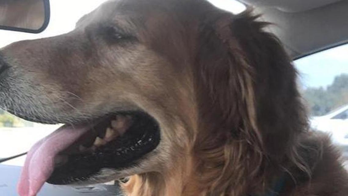 Sandy, a 10-year-old Golden Retreiver, was reunited with her family after she was trapped in a car for eight days with her deceased owner.
