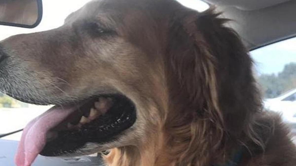 Sandy, a 10-year-old Golden Retreiver, was reunited with her family after she was trapped in a car for eight days with her deceased owner.