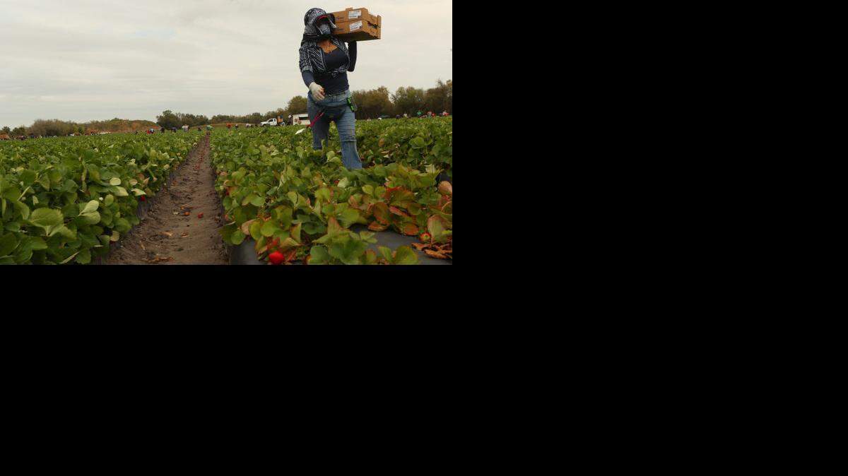 
Farm worker Berna Venegas carries just picked strawberries on Fancy Farms in Plant City on Feb. 26. The berries will be sold under the Wish Farms label. 
