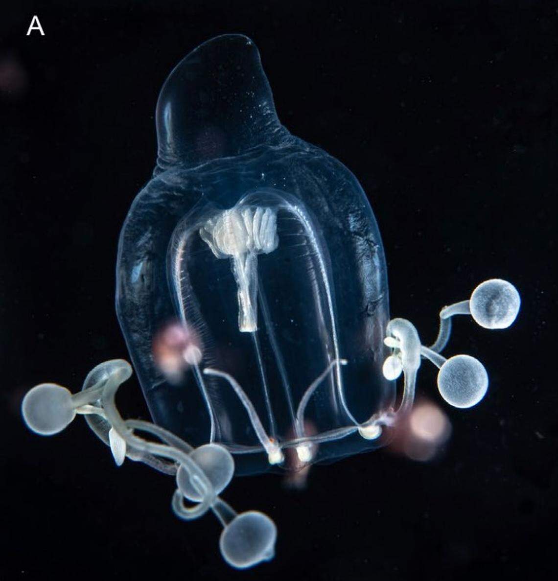 A Zancleopsis grandis, or large Zancleopsis jellyfish, with its body and tentacles pulled together.