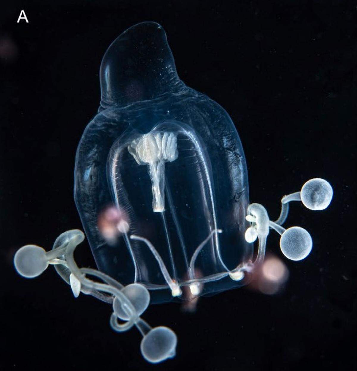 A Zancleopsis grandis, or large Zancleopsis jellyfish, with its body and tentacles pulled together.