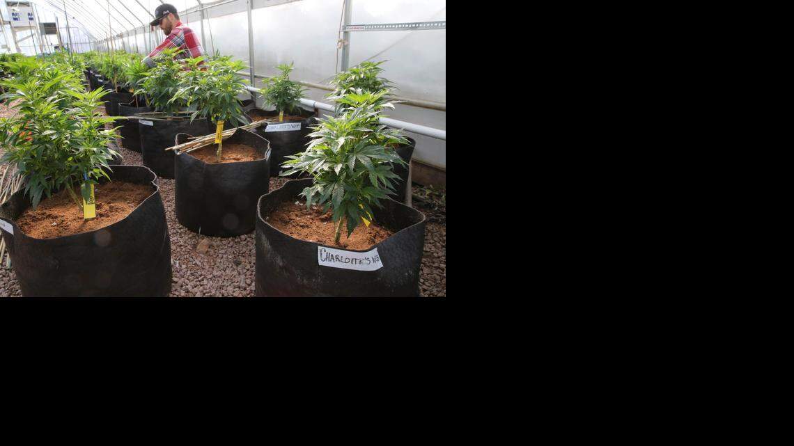 
In this Feb. 7, 2014 photo, a worker cultivates a special strain of medical marijuana known as Charlotte's Web inside a greenhouse, in a remote spot in the mountains west of Colorado Springs, Colo. 
