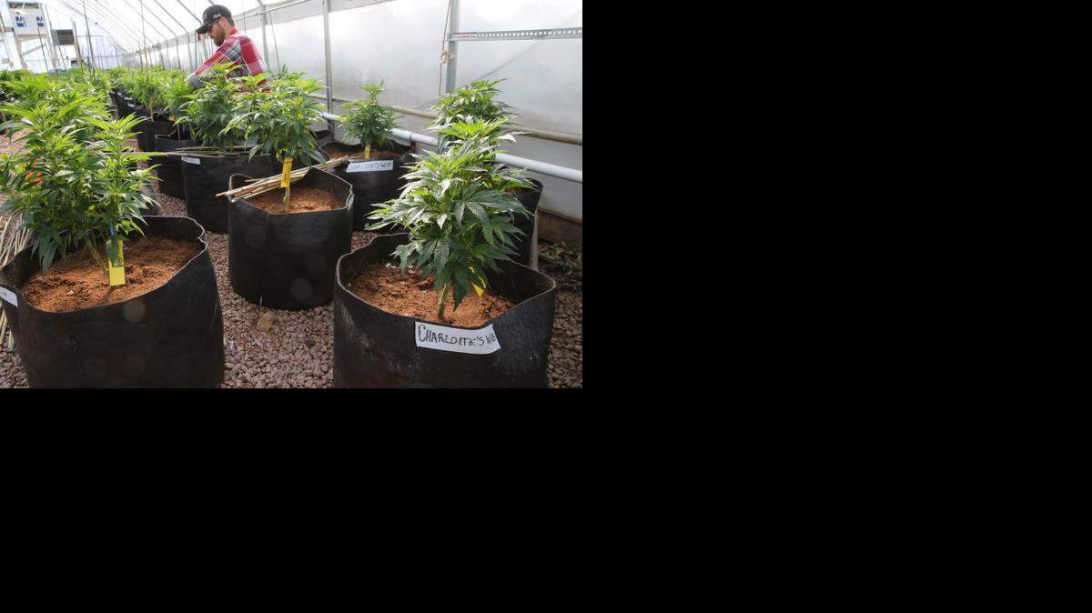 
In this Feb. 7, 2014 photo, a worker cultivates a special strain of medical marijuana known as Charlotte's Web inside a greenhouse, in a remote spot in the mountains west of Colorado Springs, Colo. 
