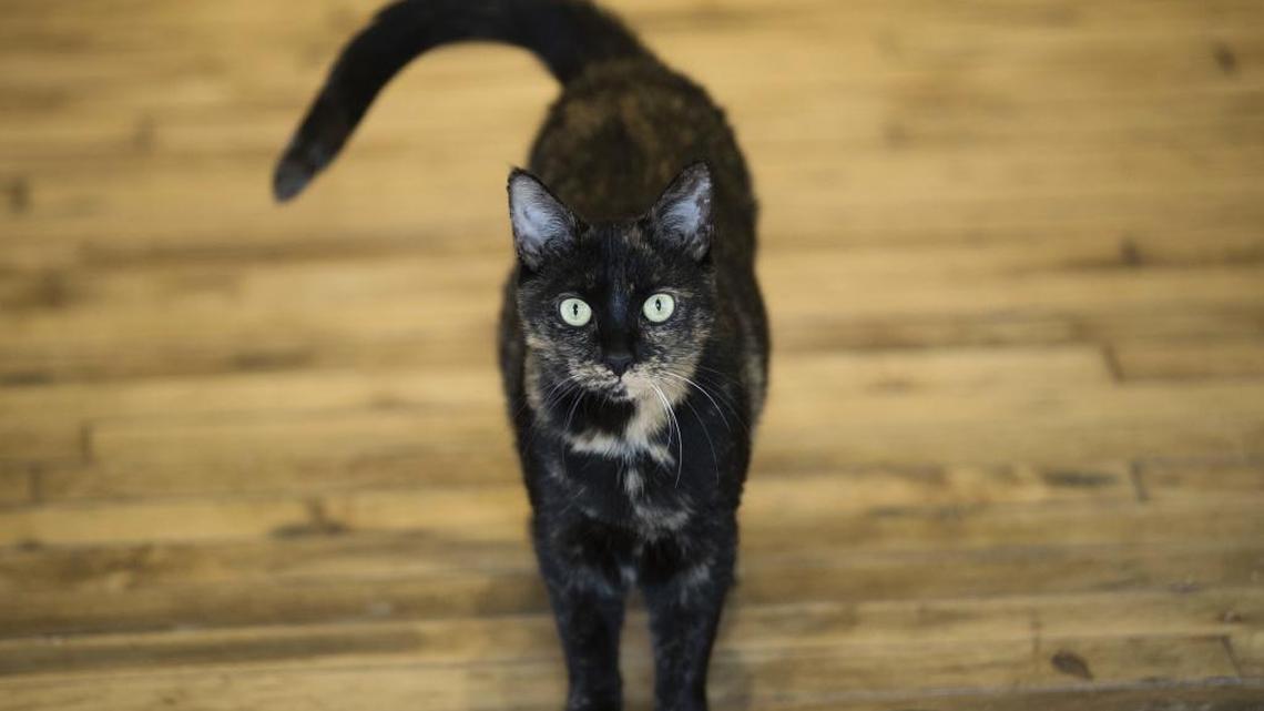 A cat, but not this cat, jumped into a woman’s car in Brevard County in Florida’s Space Coast. As she tried to fend off the attacking cat she jumped out of her car but the vehicle was still in reverse and ran over her, the Florida Highway Patrol said.