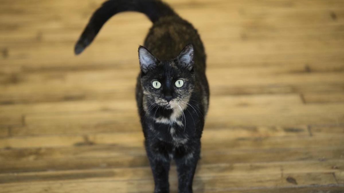 A cat, but not this cat, jumped into a woman’s car in Brevard County in Florida’s Space Coast. As she tried to fend off the attacking cat she jumped out of her car but the vehicle was still in reverse and ran over her, the Florida Highway Patrol said.
