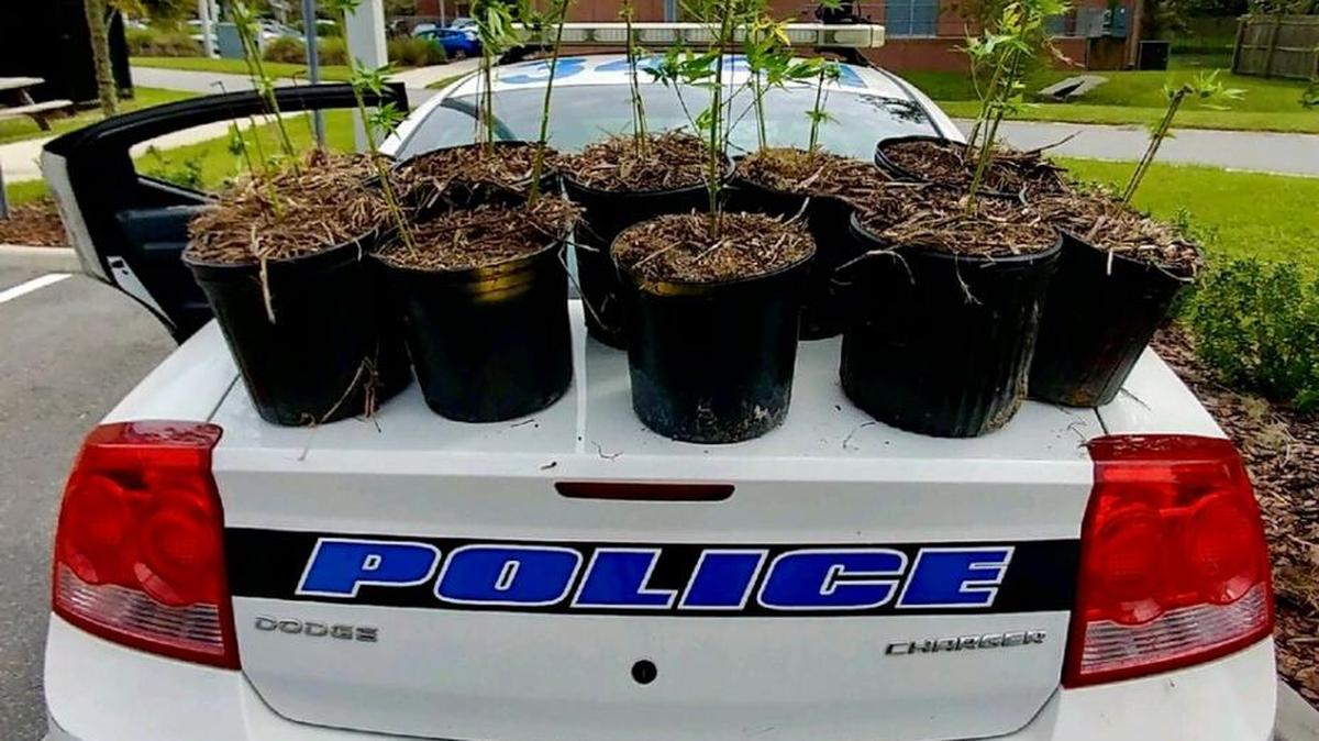 The Gainesville police department has several potted marijuana plants in custody.