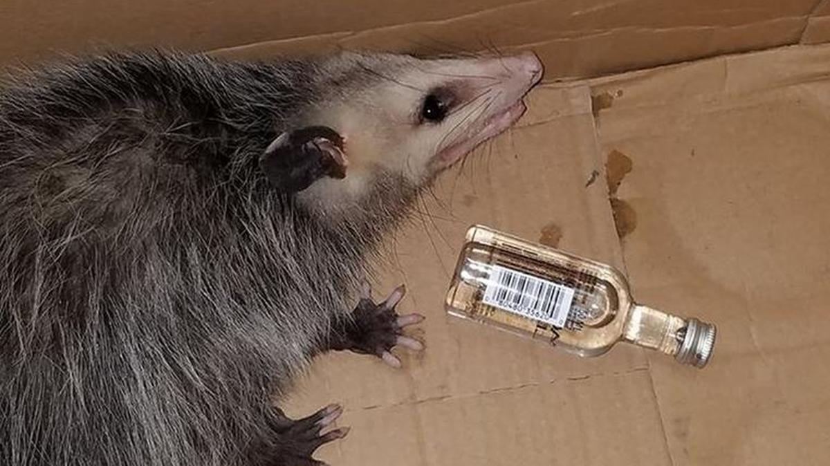 A drunk opossum who broke into a liquor store and helped itself to a few drinks was brought in to the Emerald Coast Wildlife Refuge for treatment before it was released.
