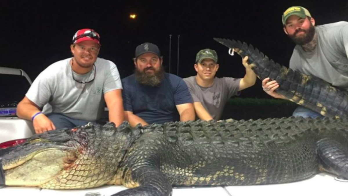 Booker and his friends with their first alligator, which was 11 feet, seven inches and 375 pounds.