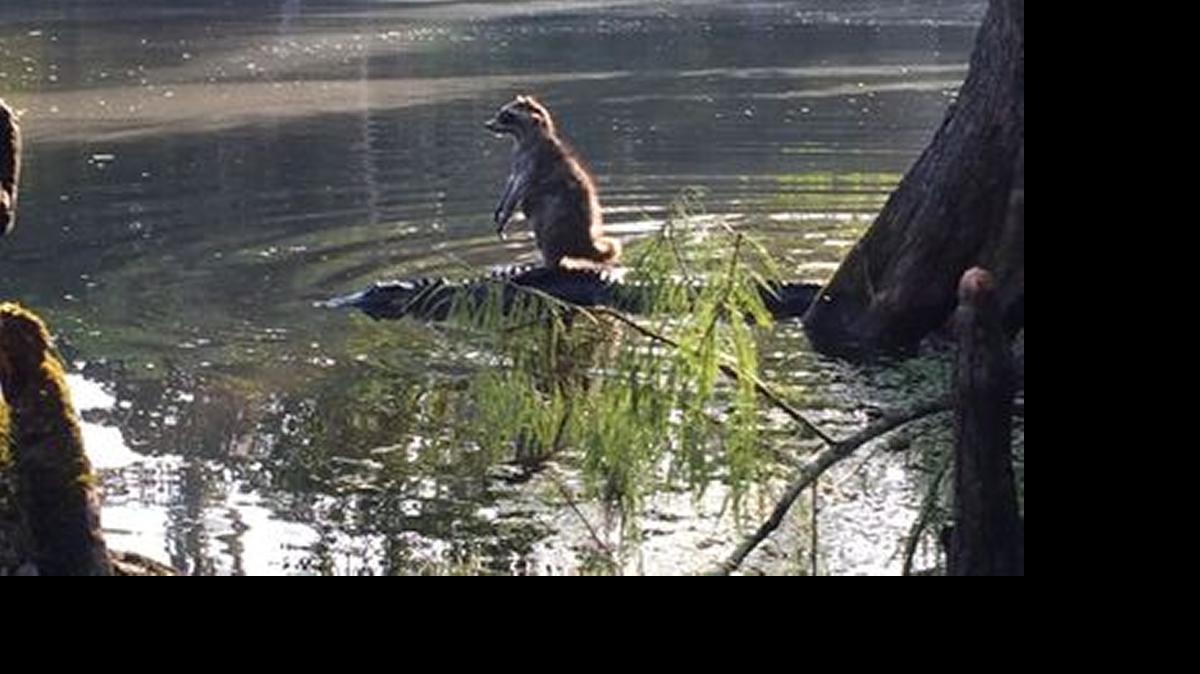 
The raccoon quickly jumped off the alligator’s back after the photo was taken.
