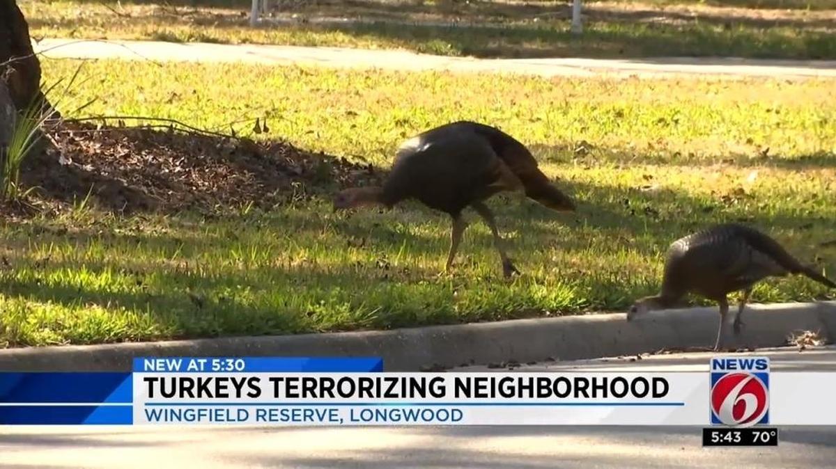 Wild turkeys are terrorizing a Seminole County, Florida neighborhood, residents say. The fowl chase children and peck at cars, according to neighbors.