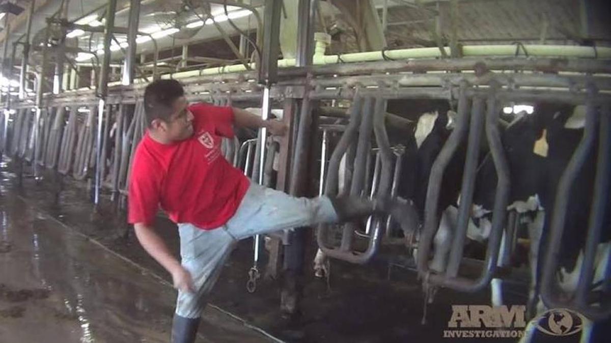 Okeechobee County police are investigating Larson Dairy Farm after a video showing workers kicking and beating cows at Larson Dairy Farm was published by Animal Recovery Mission of Miami Beach.