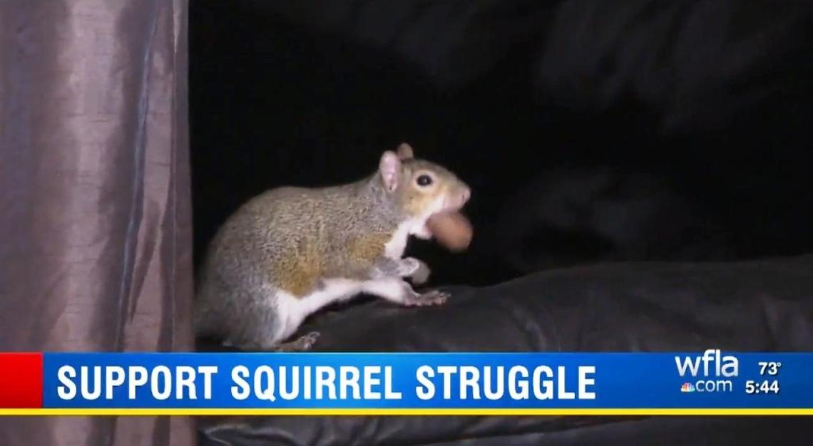 Brutis the squirrel chews on a nut inside John Boylan’s Clearwater Beach condo.