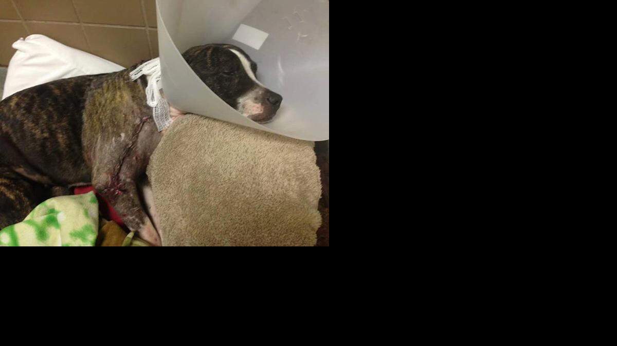 
Two teenagers have been arrested and charged with strapping this dog, named Cabela, to railroad tracks in Sulphur Springs a week ago, shooting her and leaving her for dead.
