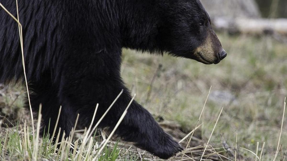 Black bear