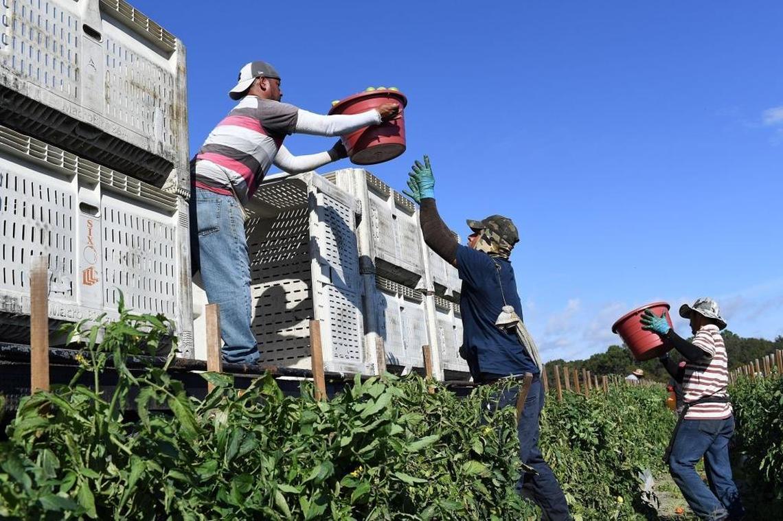 Workers harvest tomatoes on the Lipman Family Farm, located on L3 Farms. The vision for Gamble Creek Village is a development proposal of a nearly 6,000-acre plot of farmland, seeking to curb the trend of urban sprawl with open space and agriculture.