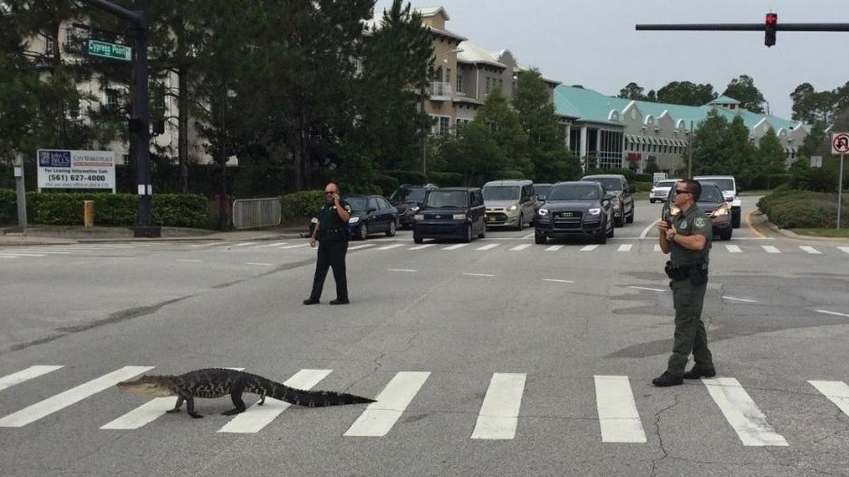 The law-abiding alligator.