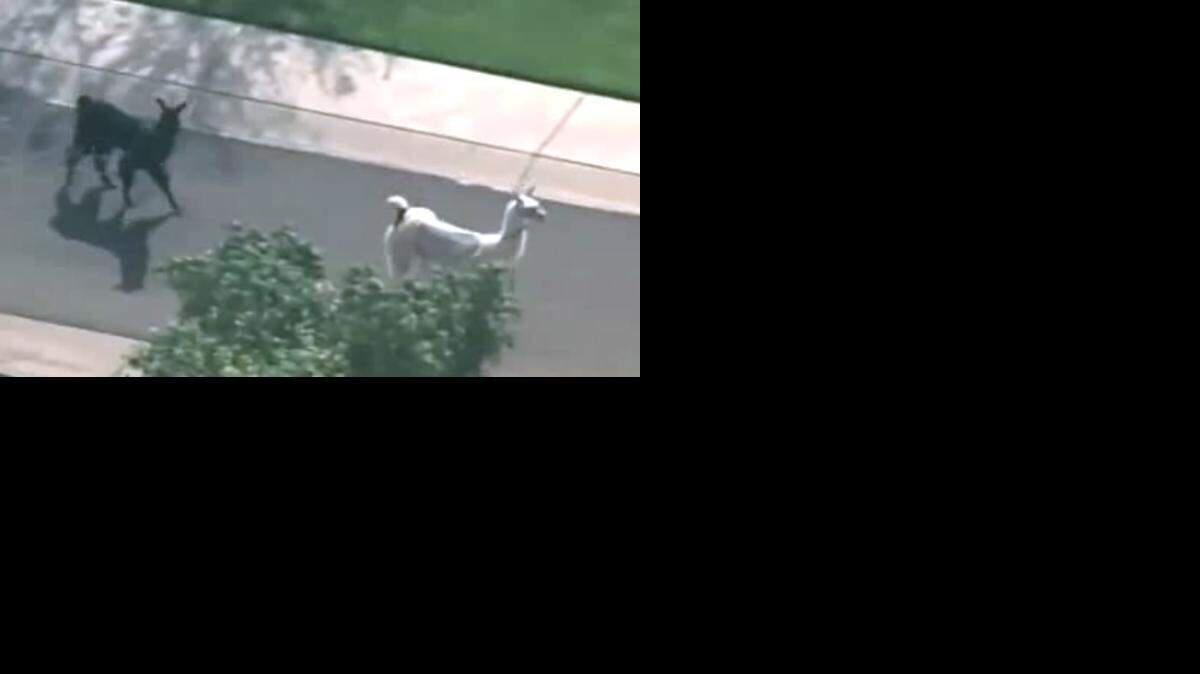 
In this screengrab taken from a TV newscast, two runaway llamas make a break for freedom in the streets of Arizona.
