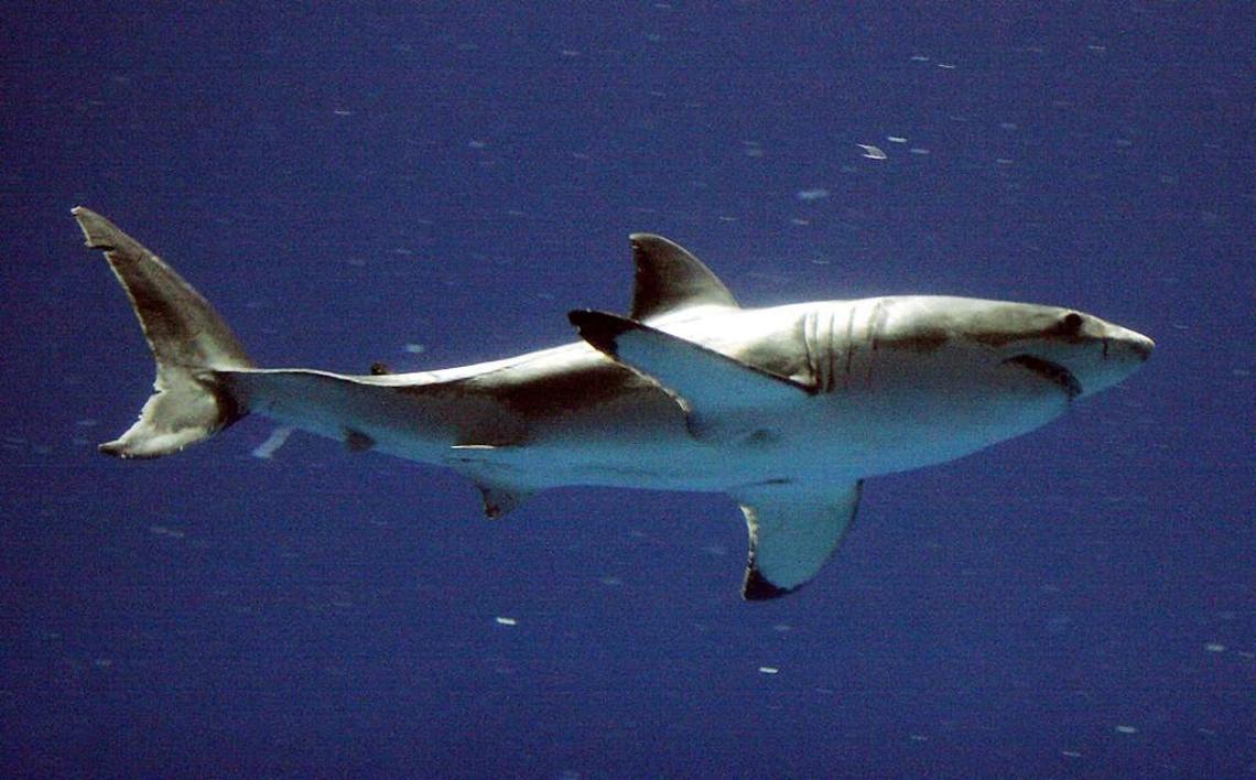 A great white shark in California in this Sept. 14, 2004, file photo.