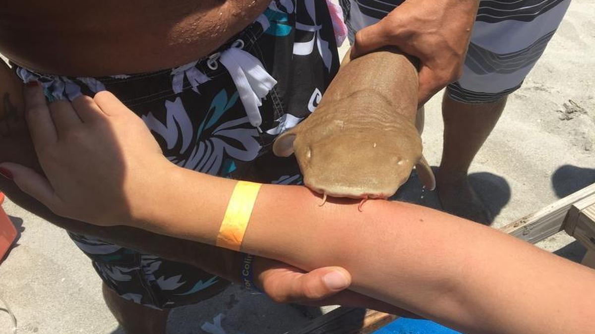 A 23-year-old woman was bitten by a nurse shark Sunday in the waters off Boca Raton. The shark would not let go.