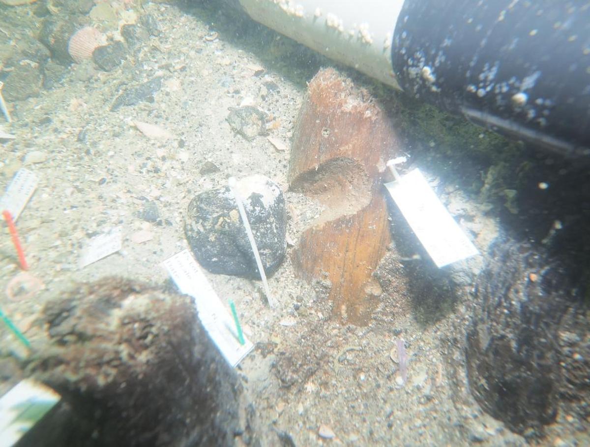 One of the stakes excavated at the Manasota Key Offshore site revealed a notch in its length. It is not yet known what the notch was for.