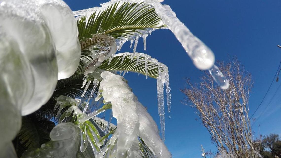 Water is frozen on a tree in Fort Walton Beach in Florida’s Panhandle on Tuesday, Jan. 2, 2018, after a resident left his sprinklers on. Temperatures are expected to stay below freezing at night for the Panhandle through Thursday morning. Some school districts in northern and central Florida, including Leon County in the Panhandle, have closed their schools due to the winter blast expected on Wednesday and Thursday.