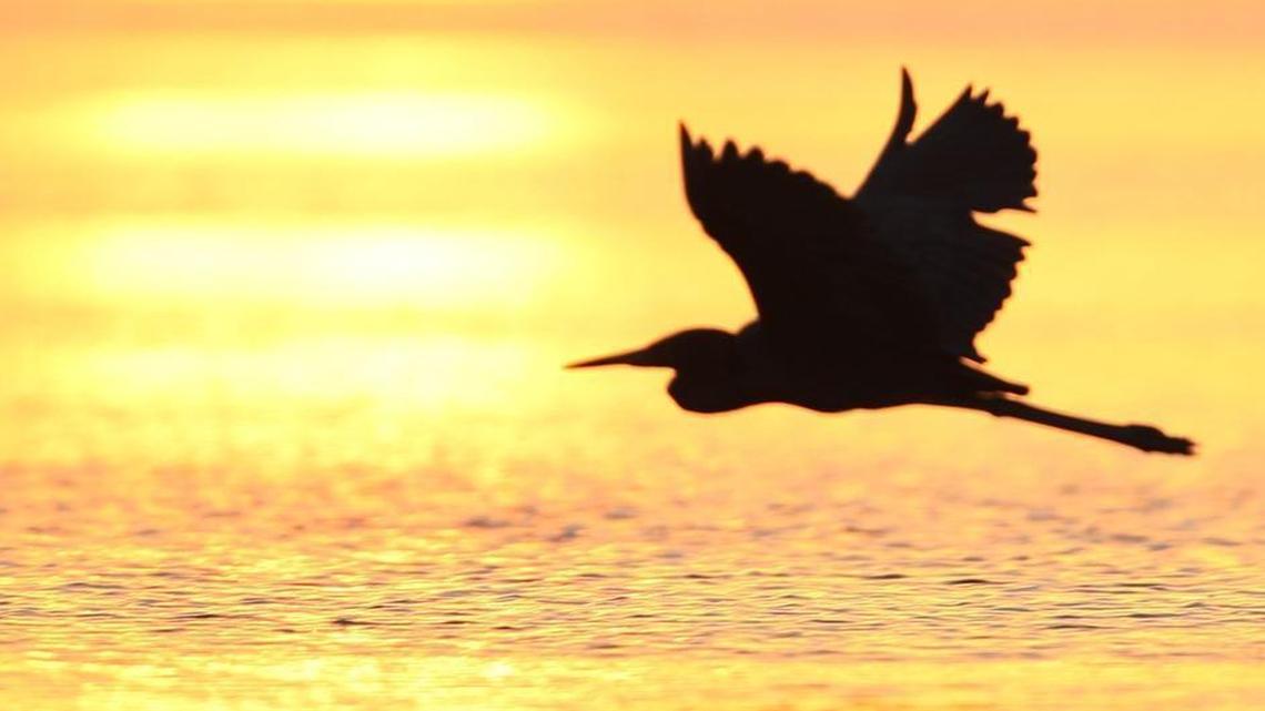 An egret takes off at sunrise from the shallows of Snake Bight in Florida Bay in Everglades National Park.