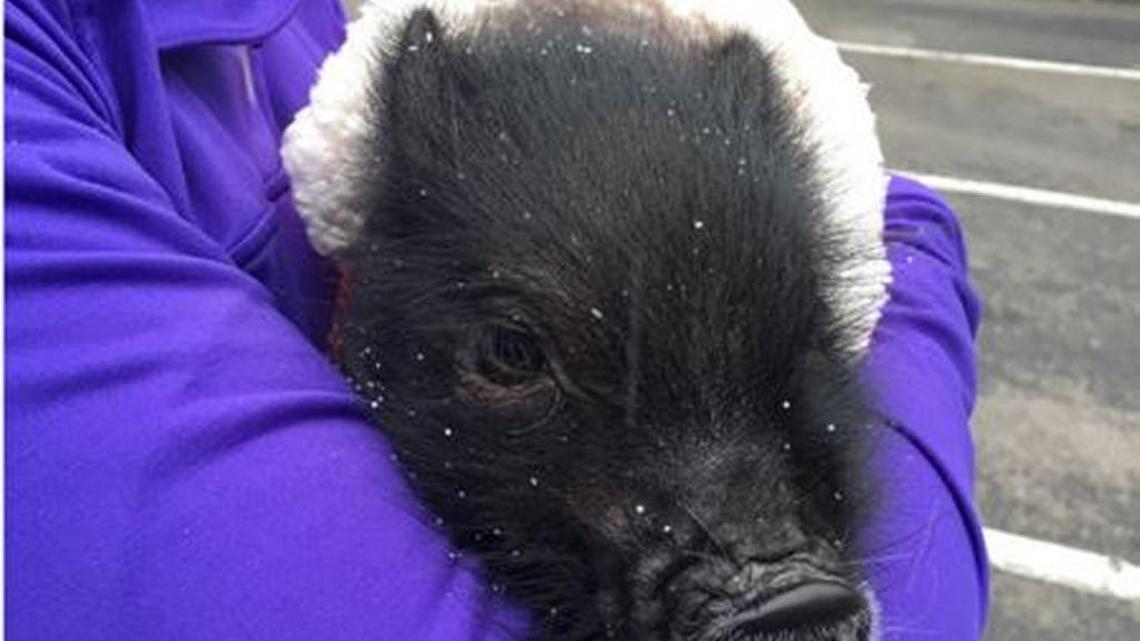 A tweet shared from @TheTailgateWRUF of snow falling in Gainesville, Florida.